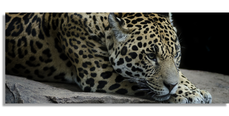 Jaguar Descansando En Roca
