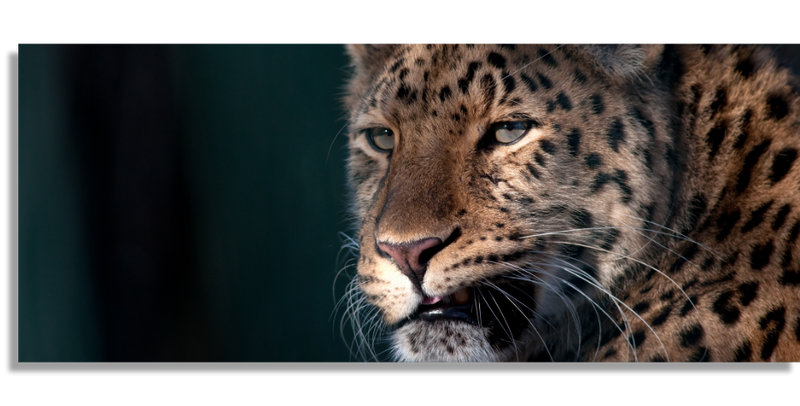 Majestic Leopard