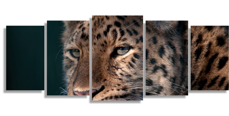Majestic Leopard