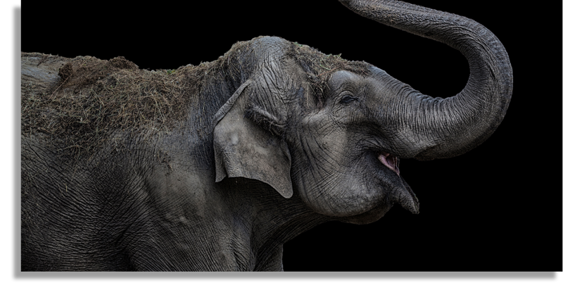 Elefante Jugando
