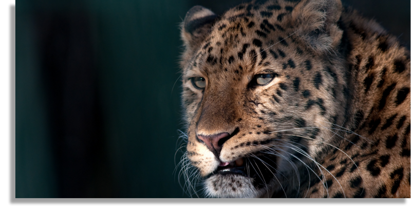 Majestic Leopard