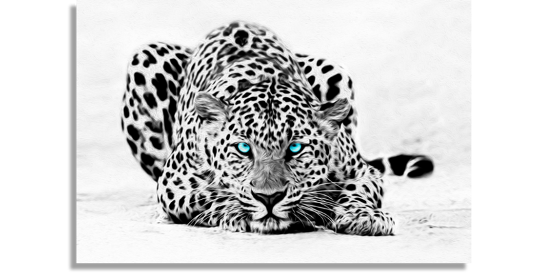 Jaguar Ojos Azules