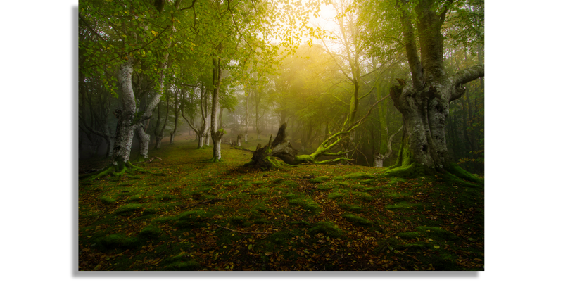 Deep Green Forest