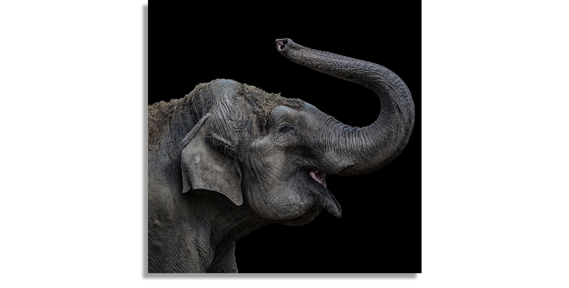 Elefante Jugando