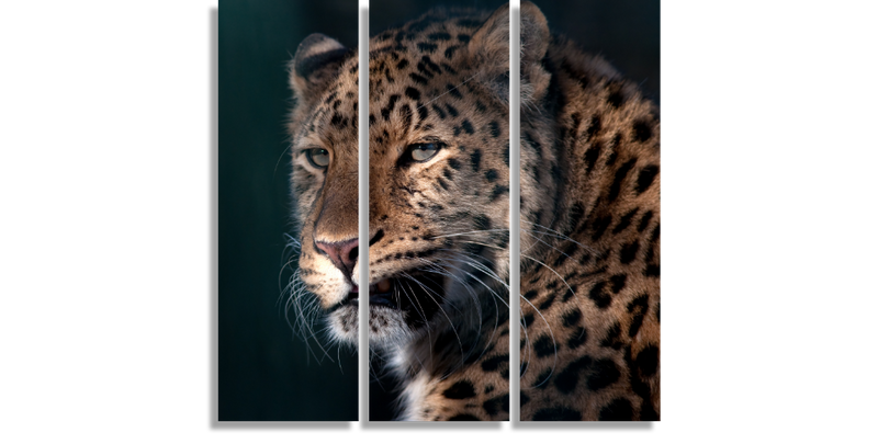 Majestic Leopard