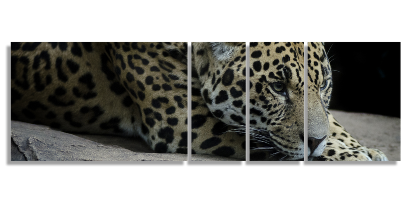 Jaguar Descansando En Roca