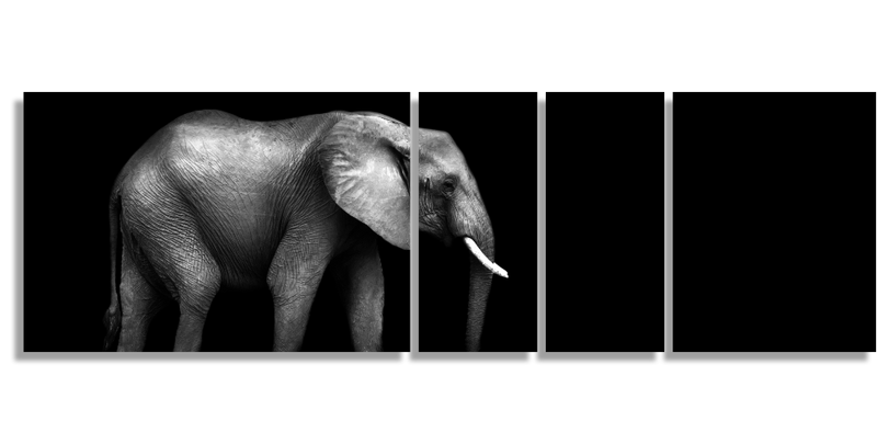 African Elephant with Black