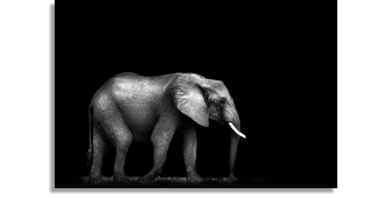 African Elephant with Black