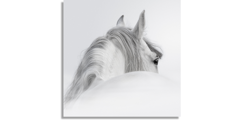 Andalusian Stallion in a Fog