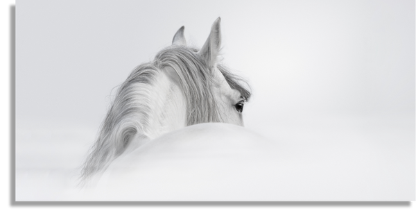 Andalusian Stallion in a Fog