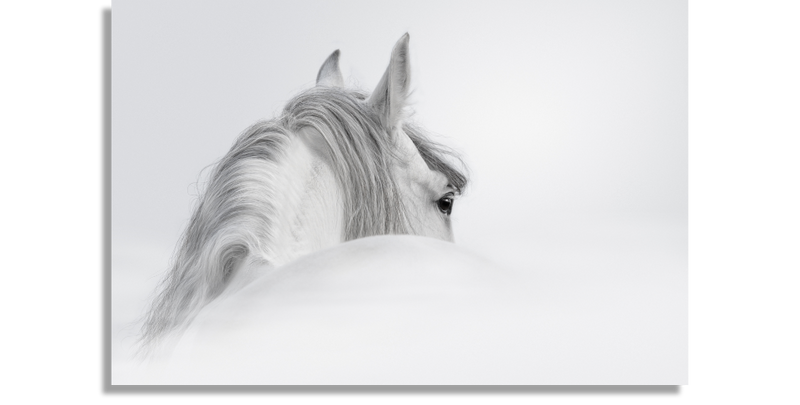 Andalusian Stallion in a Fog