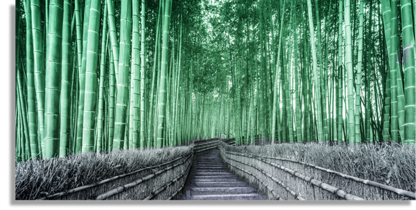 Bamboo Tree Tunnel Pathway