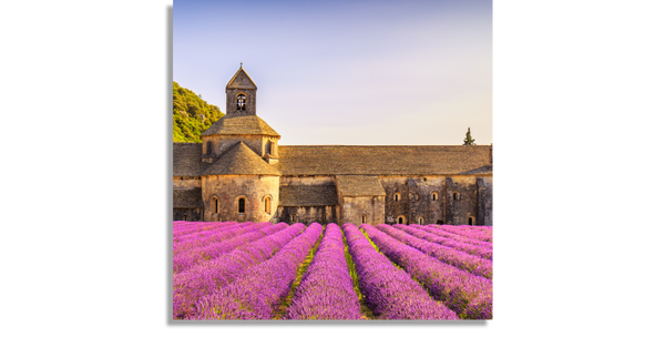 Blooming lavander flowers