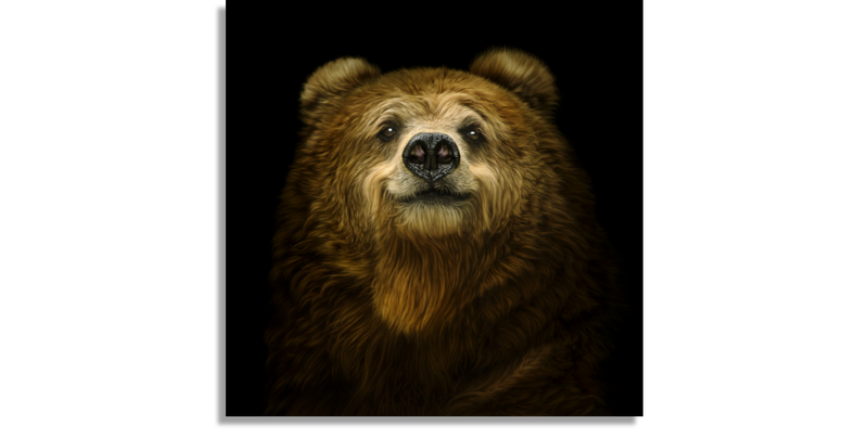 Brown Bear