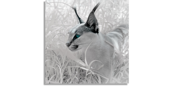 Caracal in Infrared