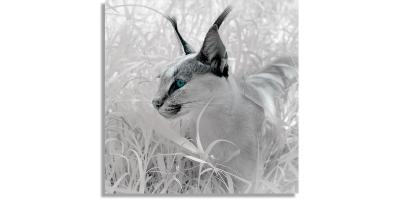 Caracal in Infrared