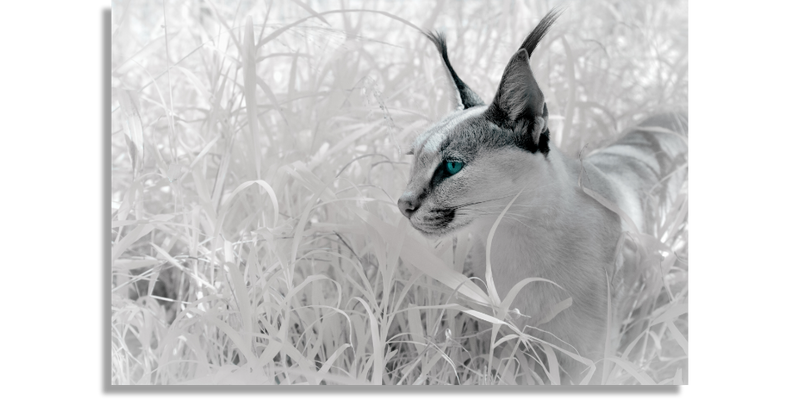 Caracal in Infrared