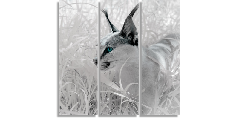 Caracal in Infrared