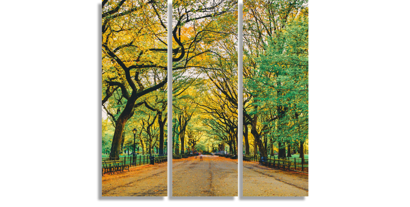 Central Park During Autumn