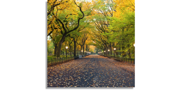 Central Park En Otoño