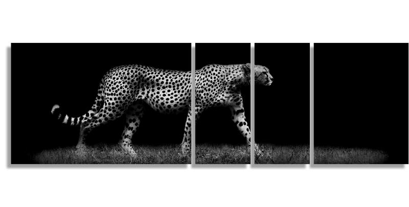 Cheetah in Black
