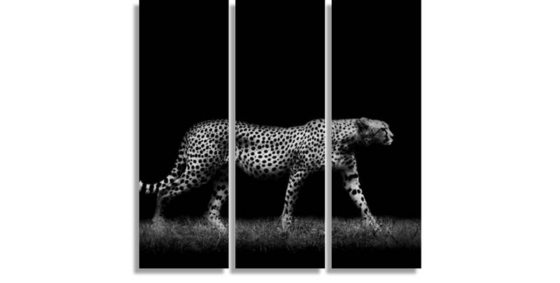 Cheetah in Black