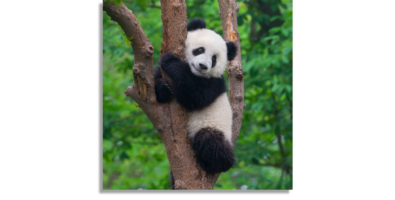 Climbing Panda