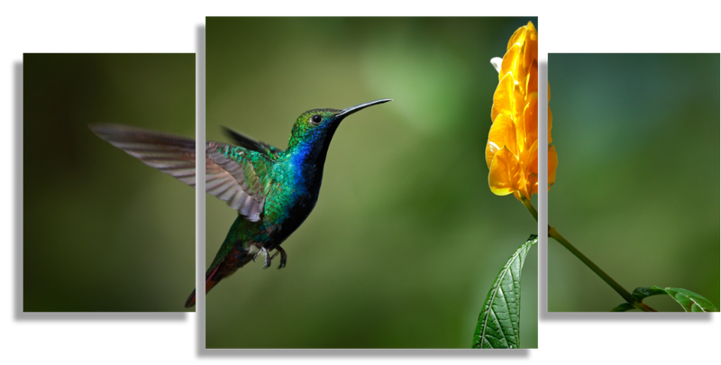 Colibrí Con Flor