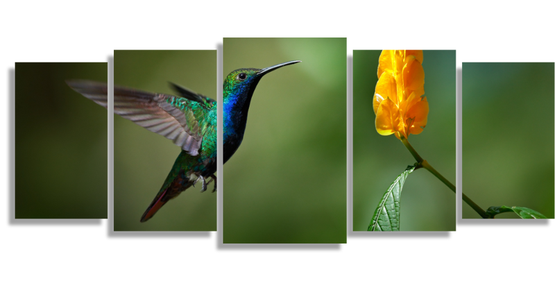 Colibrí Con Flor