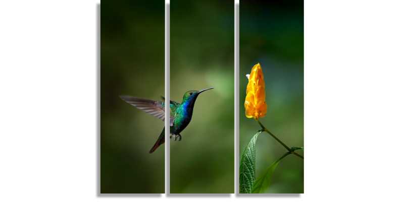 Colibrí Con Flor