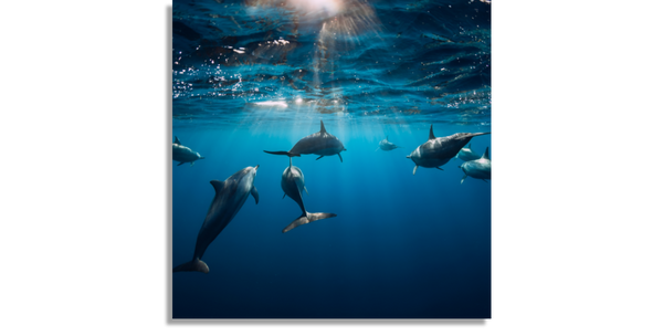 Delfines bajo el Agua
