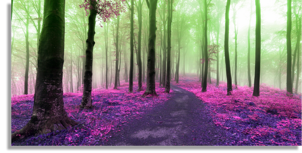 Dreamy Foggy Forest