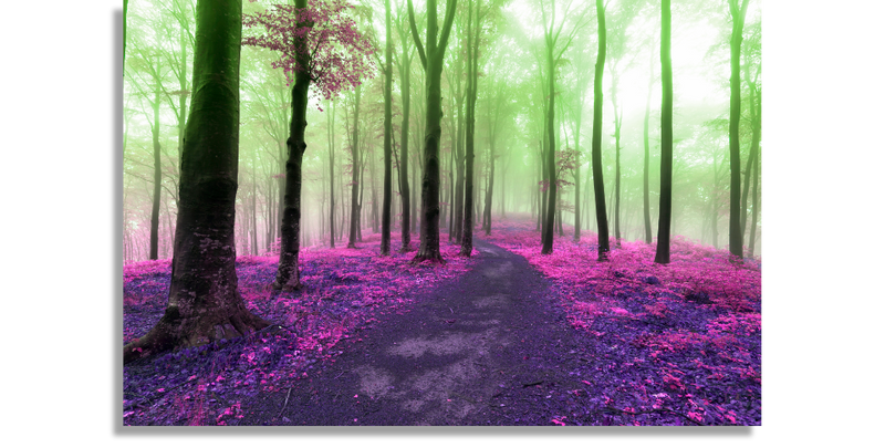 Dreamy Foggy Forest