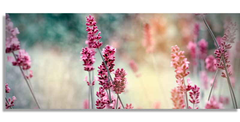 Flores de Lavanda Suave