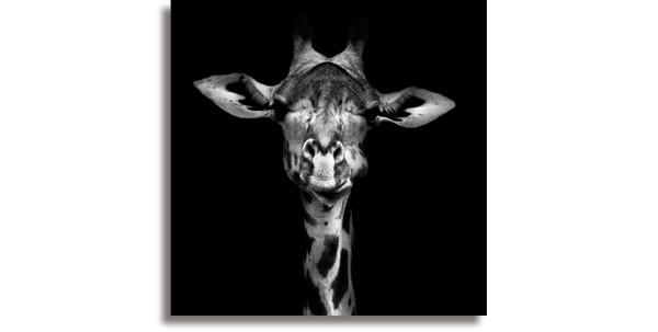 Giraffe in black