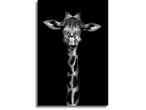 Giraffe in black