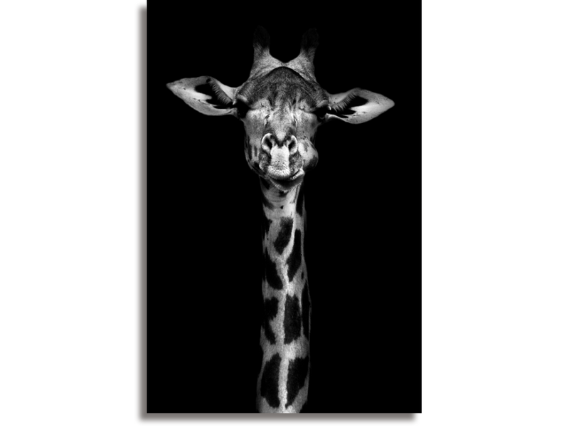 Giraffe in black