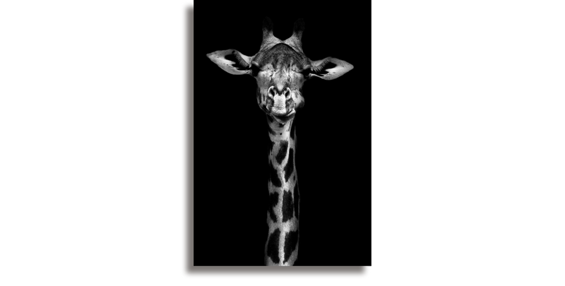 Giraffe in black