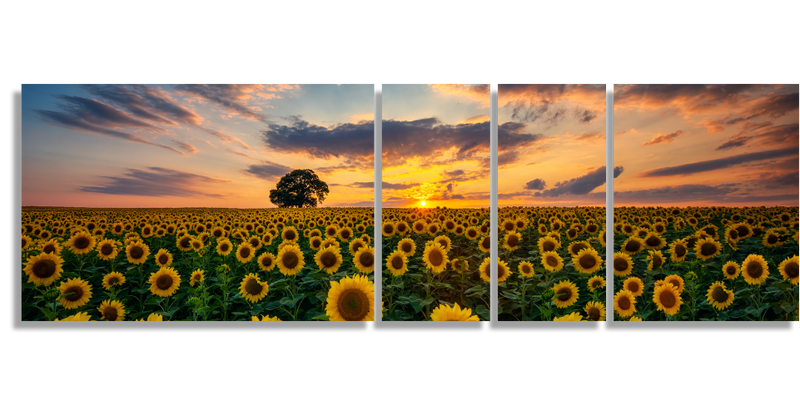 Girasoles y Cielo