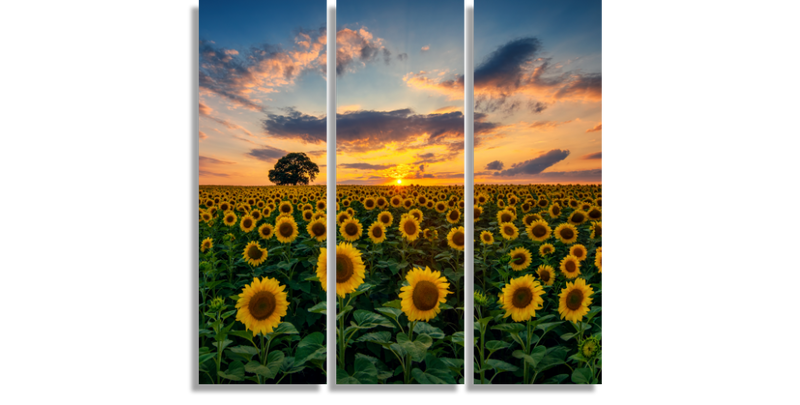 Girasoles y Cielo