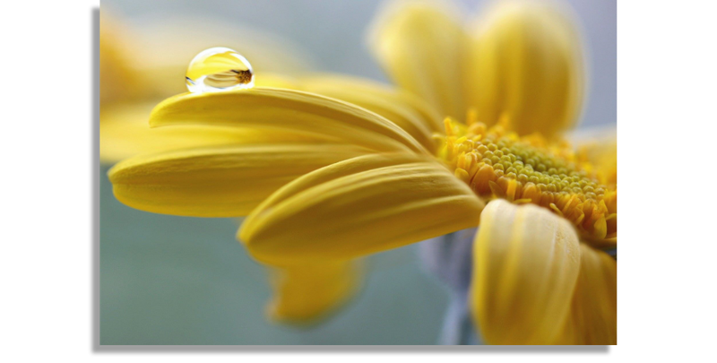 Gota de Flor