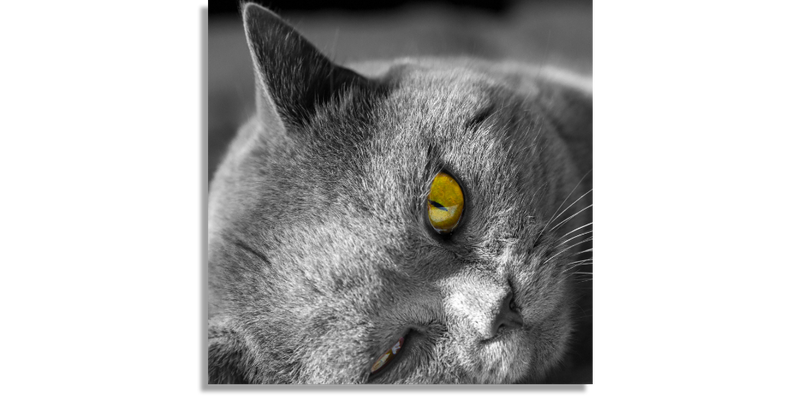 Gray British Shorthair Cat