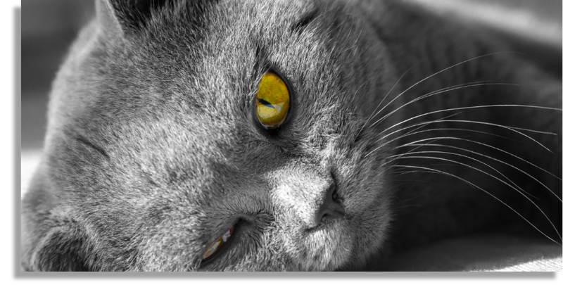 Gray British Shorthair Cat