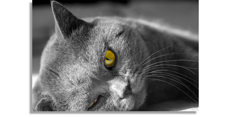 Gray British Shorthair Cat