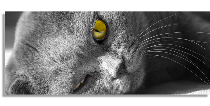 Gray British Shorthair Cat