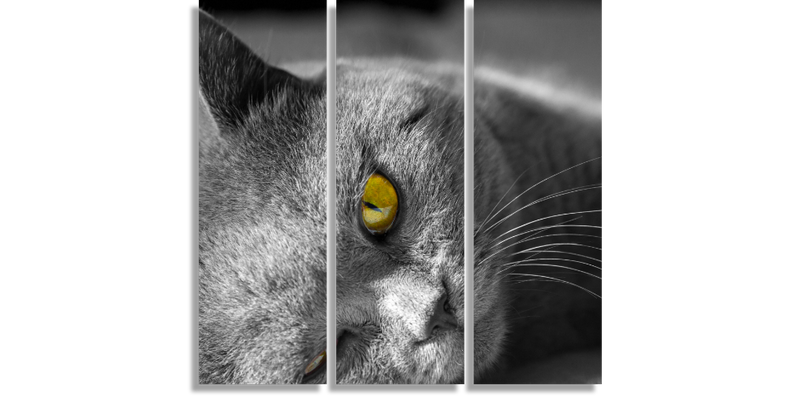 Gray British Shorthair Cat