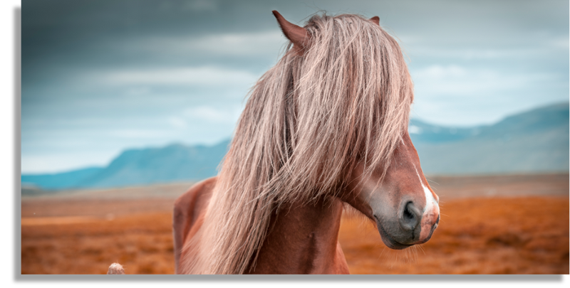 Horse of Iceland