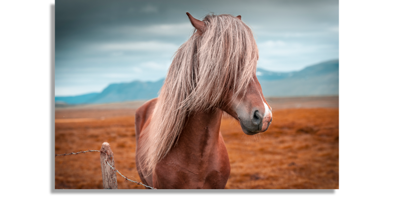 Horse of Iceland