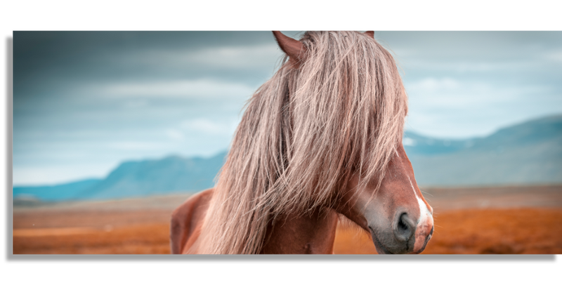 Horse of Iceland