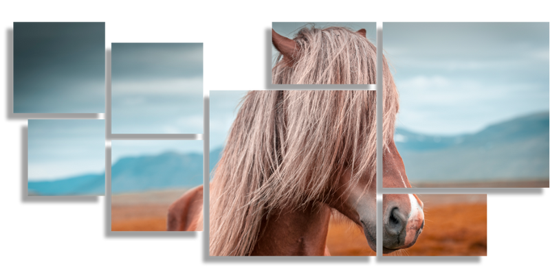 Horse of Iceland